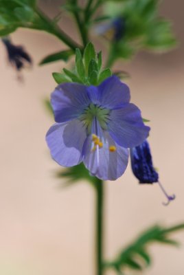 Polemonium caeruleum - jirnice modrá - květ